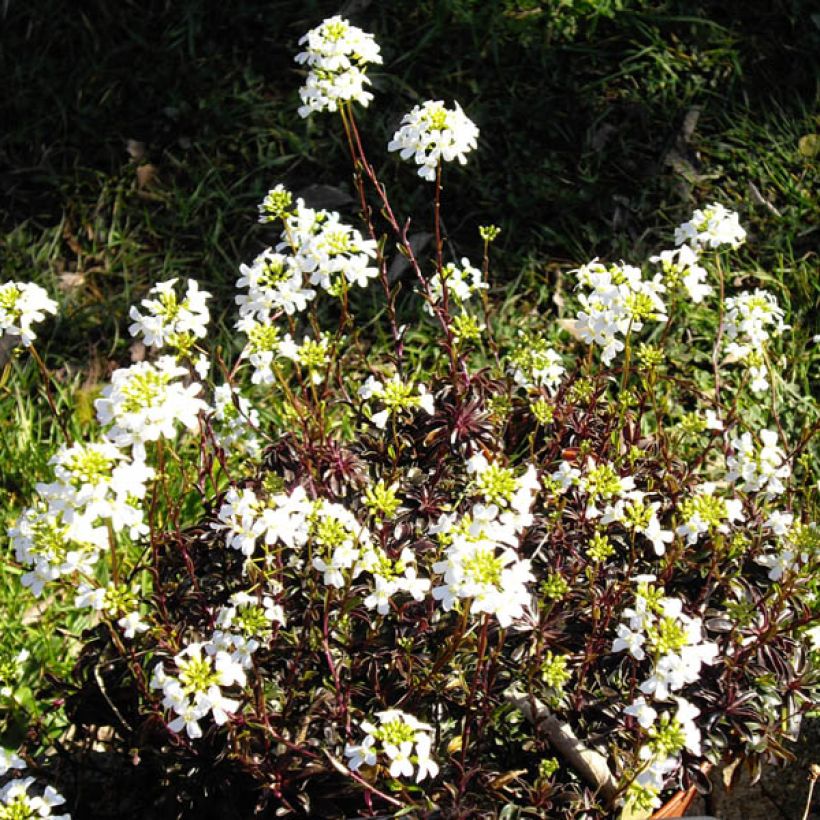 Arabis ferdinandi-coburgii (Flowering)