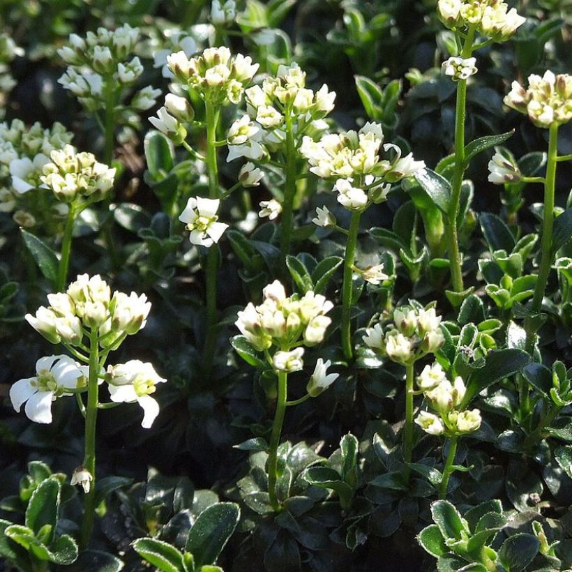 Arabis ferdinandi-coburgii (Plant habit)