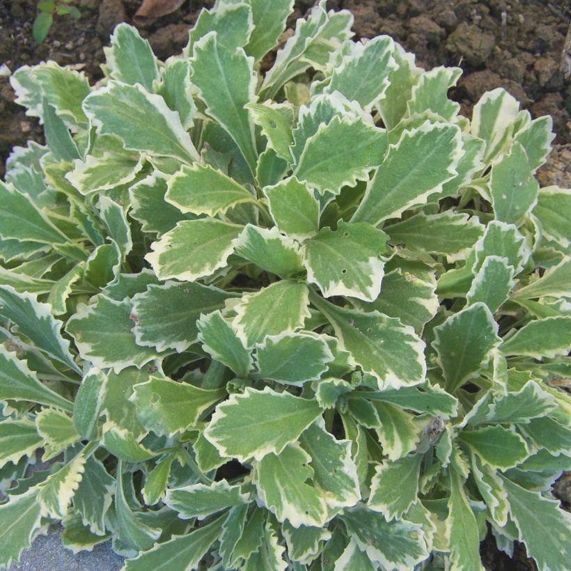 Arabis alpina subsp. caucasica Variegata (Foliage)