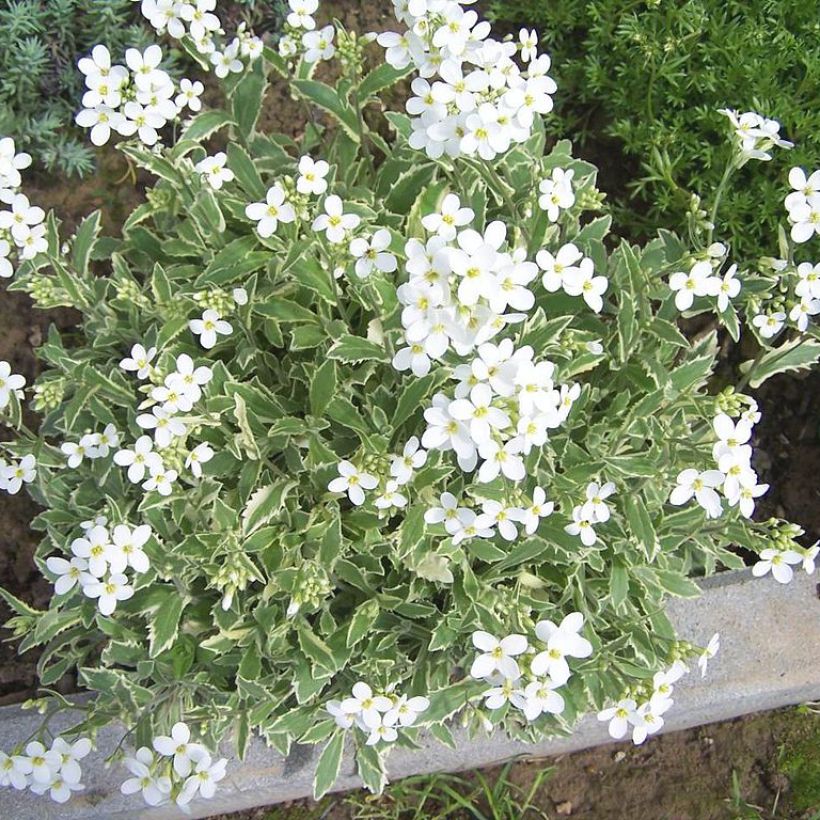 Arabis alpina subsp. caucasica Variegata (Plant habit)