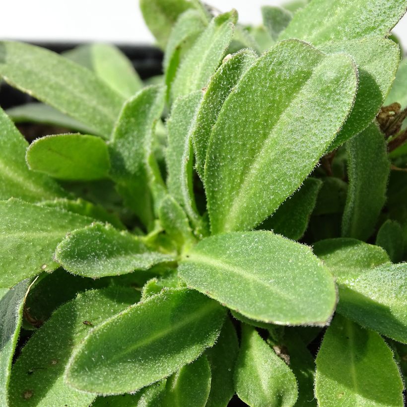 Arabis blepharophylla (Foliage)