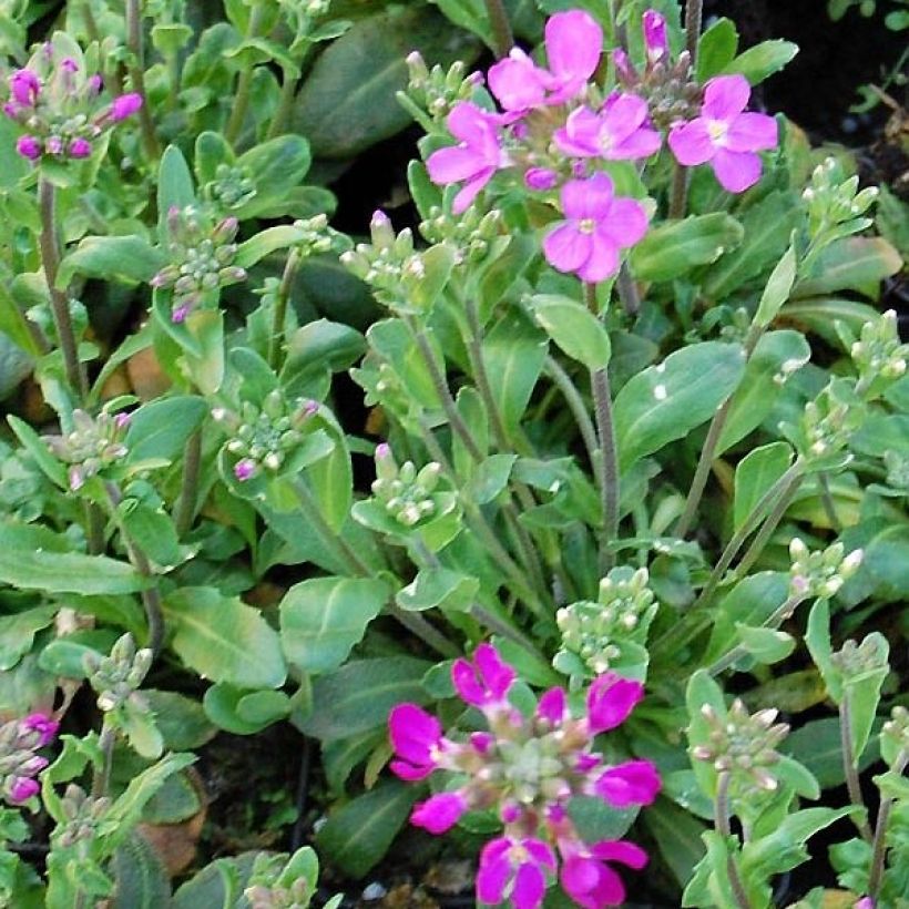 Arabis blepharophylla Frühlingszauber (Foliage)