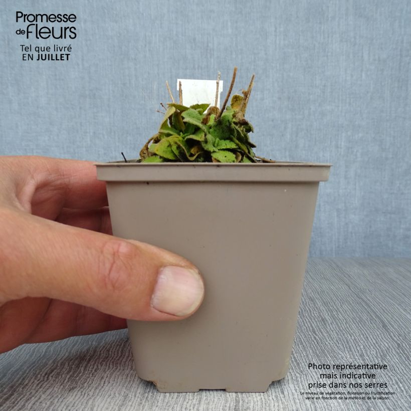 Arabis blepharophylla Frühlingszauber 8/9 cm pot sample as delivered in summer