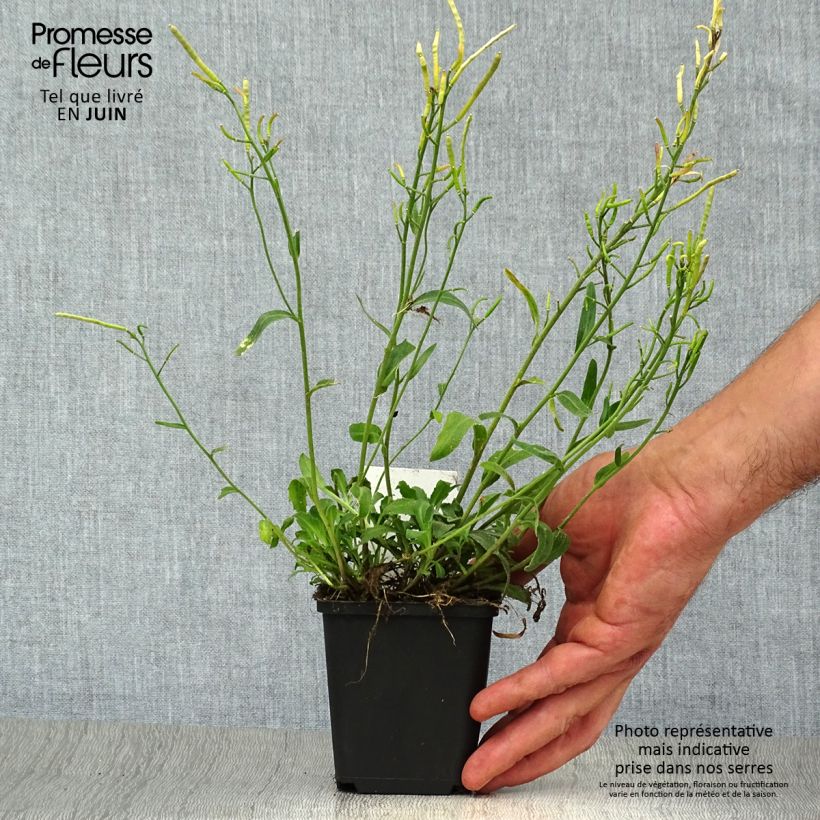 Arabis blepharophylla 8/9 cm pot sample as delivered in summer