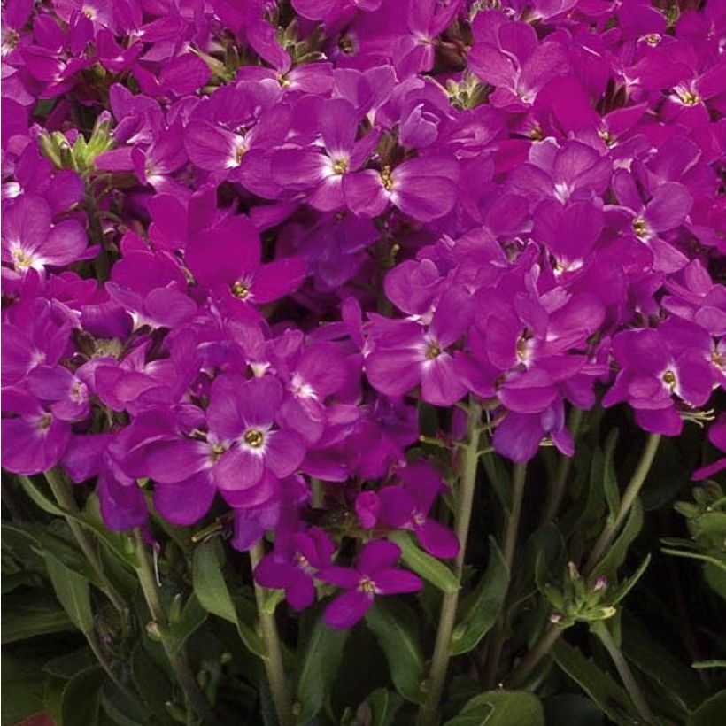 Arabis blepharophylla Rose Delight (Flowering)