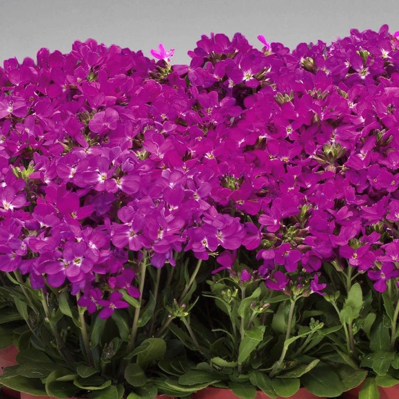 Arabis blepharophylla Rose Delight (Plant habit)