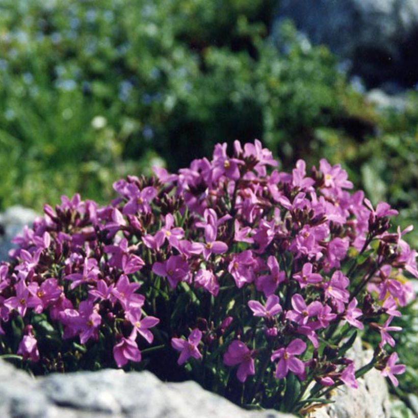 Arabis blepharophylla (Flowering)