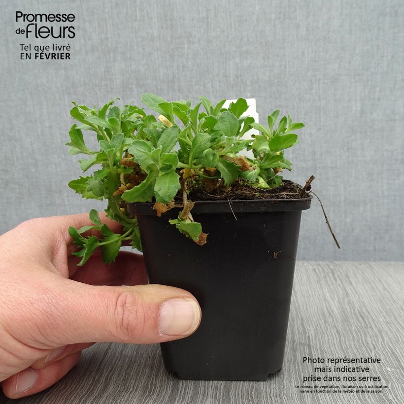 Arabis alpina subsp. caucasica Hedi 8/9 cm pot sample as delivered in winter