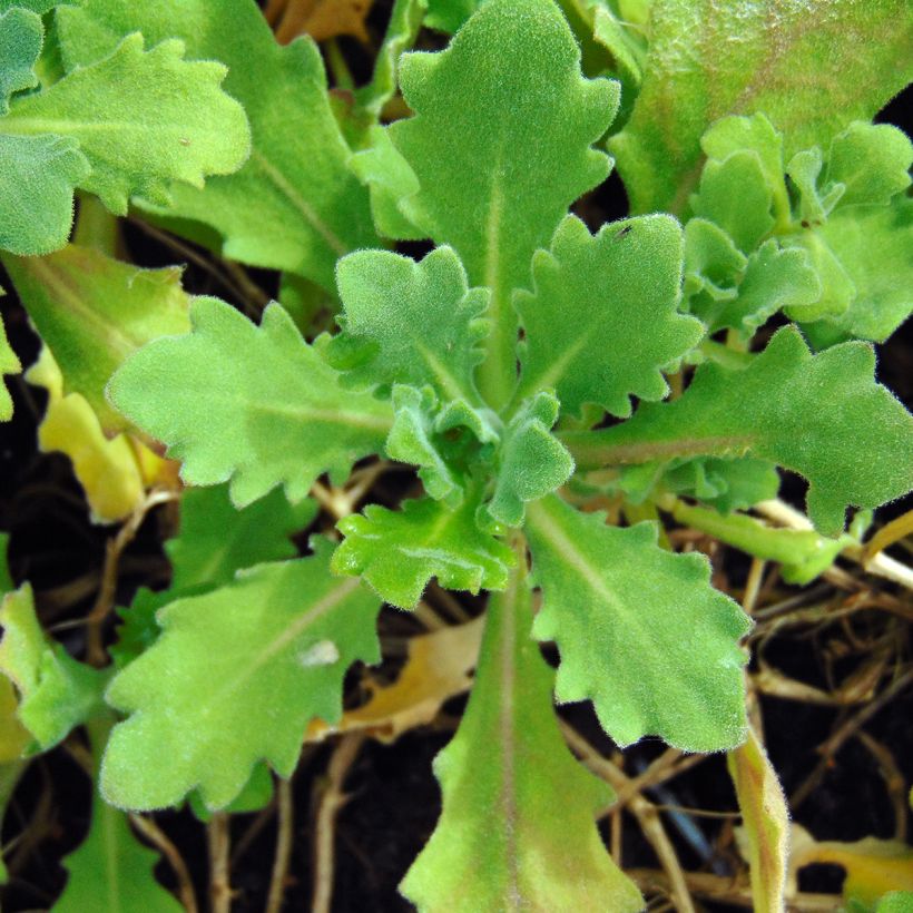 Arabis alpina subsp. caucasica Pinkie (Foliage)