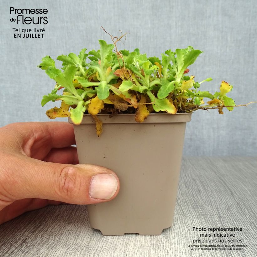 Arabis alpina subsp. caucasica Pinkie 8/9 cm pot sample as delivered in summer