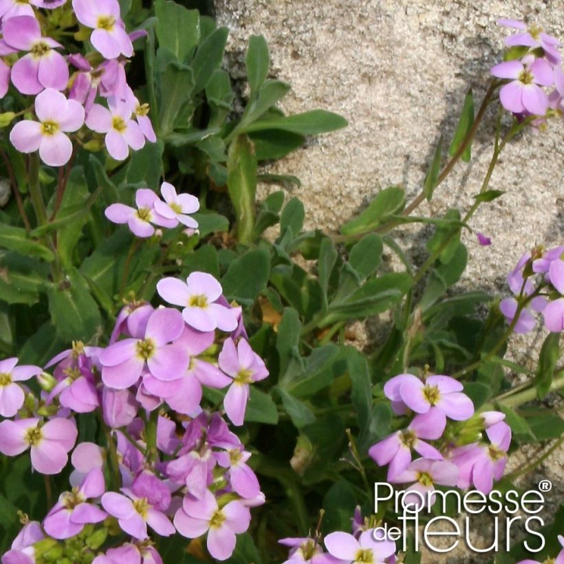 Arabis alpina subsp. caucasica Rosea (Foliage)