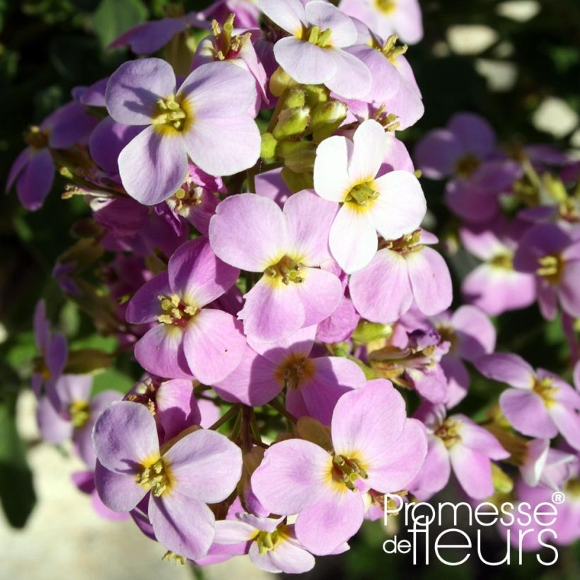Arabis alpina subsp. caucasica Rosea (Flowering)