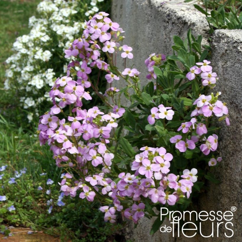 Arabis alpina subsp. caucasica Rosea (Plant habit)