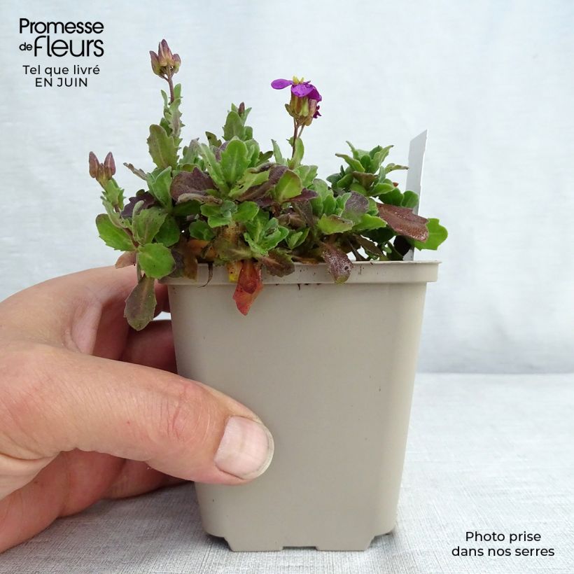 Arabis alpina subsp. caucasica Rosea 8/9 cm pot sample as delivered in summer
