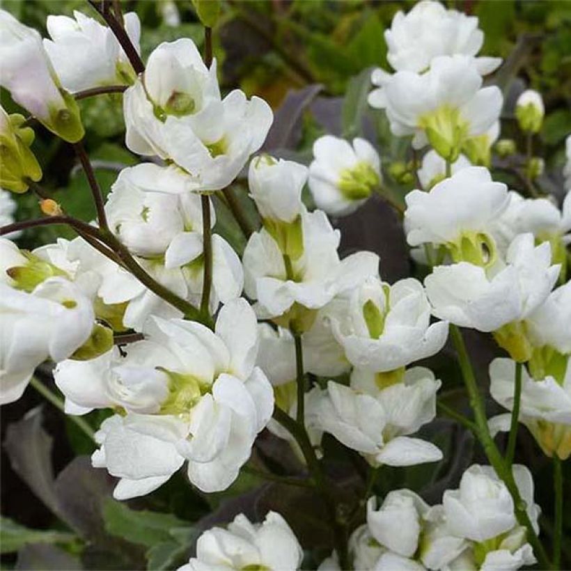Arabis alpina subsp. caucasica Plena (Flowering)