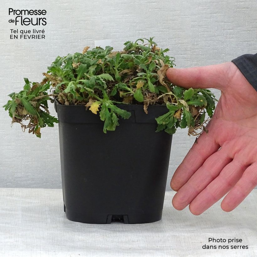 Arabis alpina subsp. caucasica Plena 2L/3L pot sample as delivered in winter