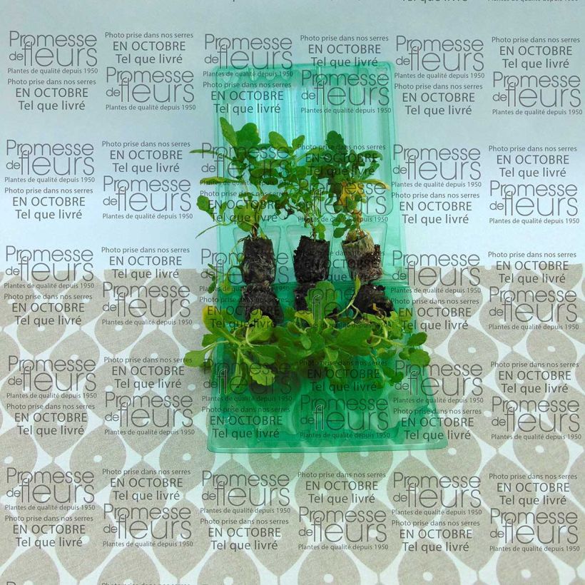 Example of Arabis caucasica Roselite Mini-mound Plug plant 3/4cm specimen as delivered