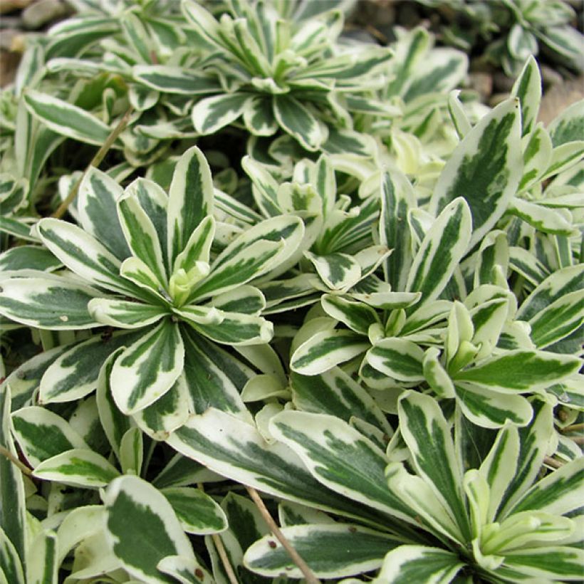 Arabis ferdinandi coburgii Variegata (Foliage)