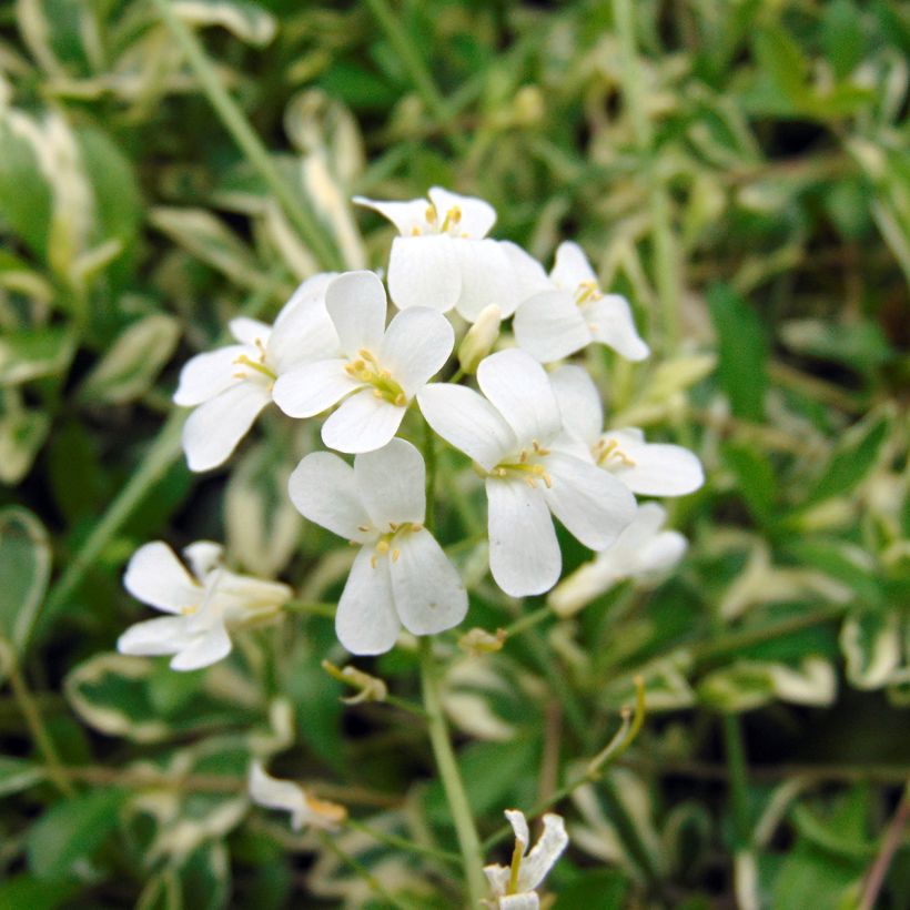Arabis ferdinandi coburgii Variegata (Flowering)