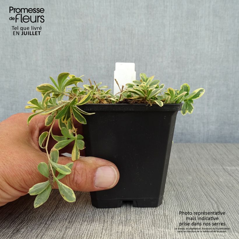 Arabis ferdinandi coburgii Variegata 8/9 cm pot sample as delivered in summer