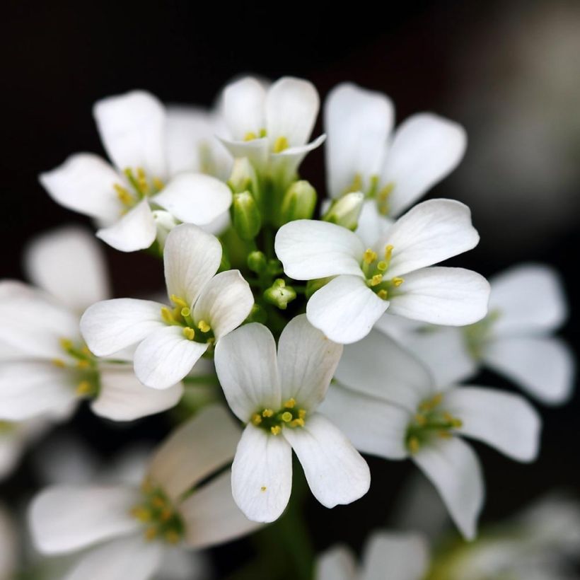 Arabis procurrens Neuschnee (Flowering)