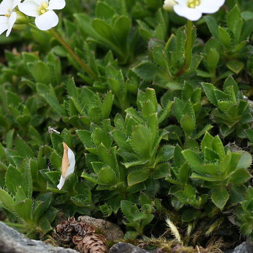 Arabis scopoliana (Foliage)