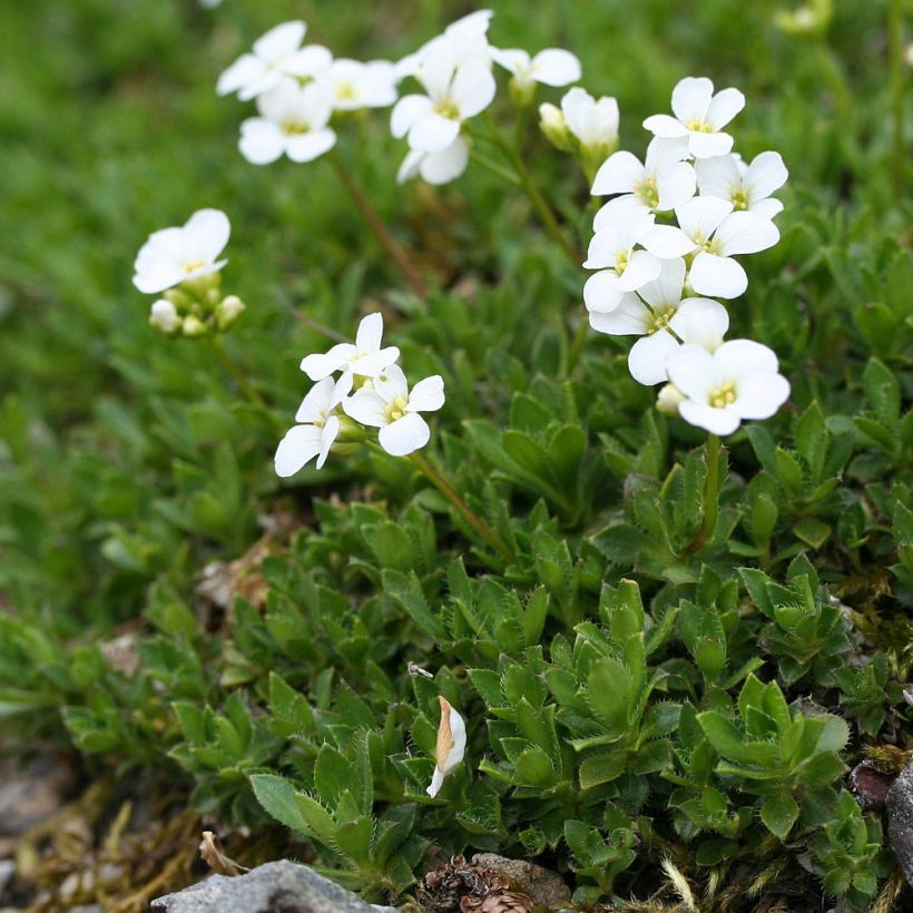 Arabis scopoliana (Plant habit)