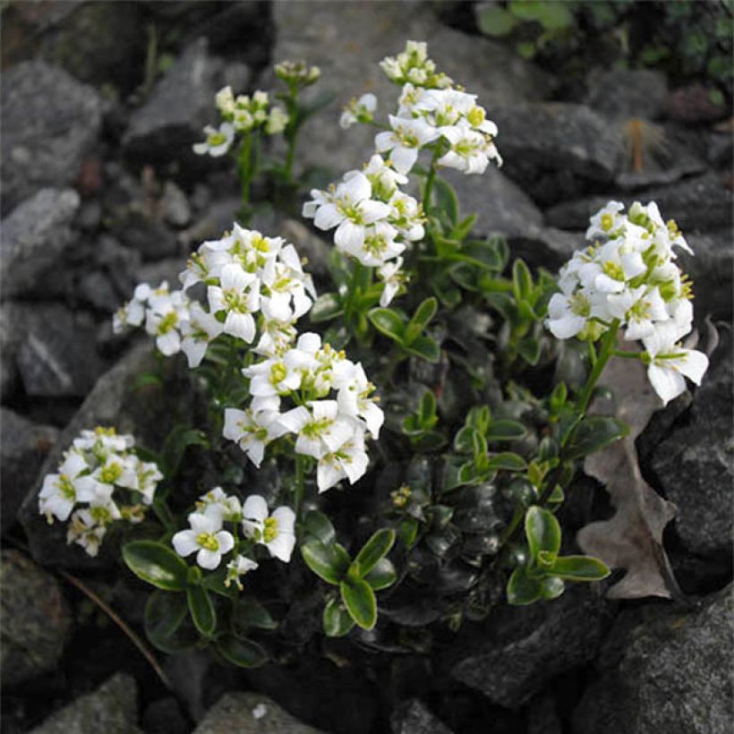Arabis x suendermannii (Flowering)