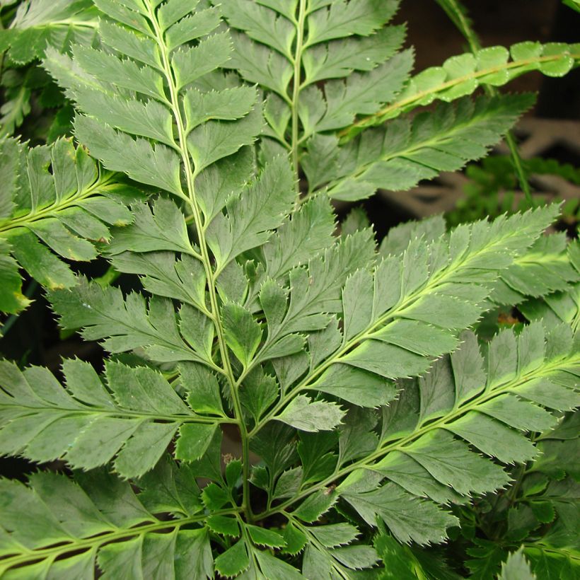 Arachniodes simplicior (Foliage)