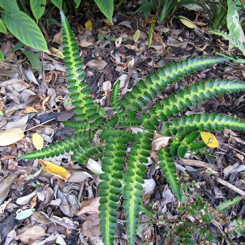 Arachniodes simplicior (Plant habit)