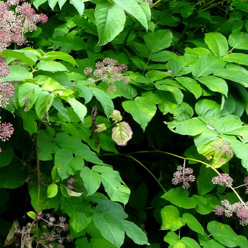 Aralia californica (Foliage)