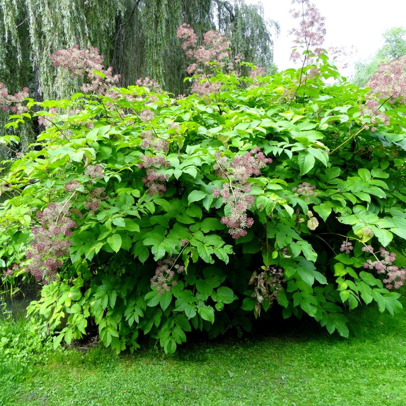 Aralia californica (Plant habit)