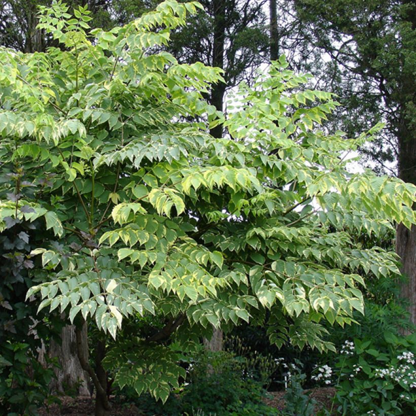 Aralia elata Golden Umbrella (Plant habit)