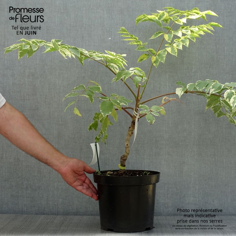 Aralia elata Golden Umbrella 7.5L/10L pot sample as delivered in summer