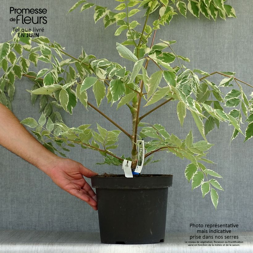 Aralia elata Silver Umbrella 7.5L/10L pot sample as delivered in summer
