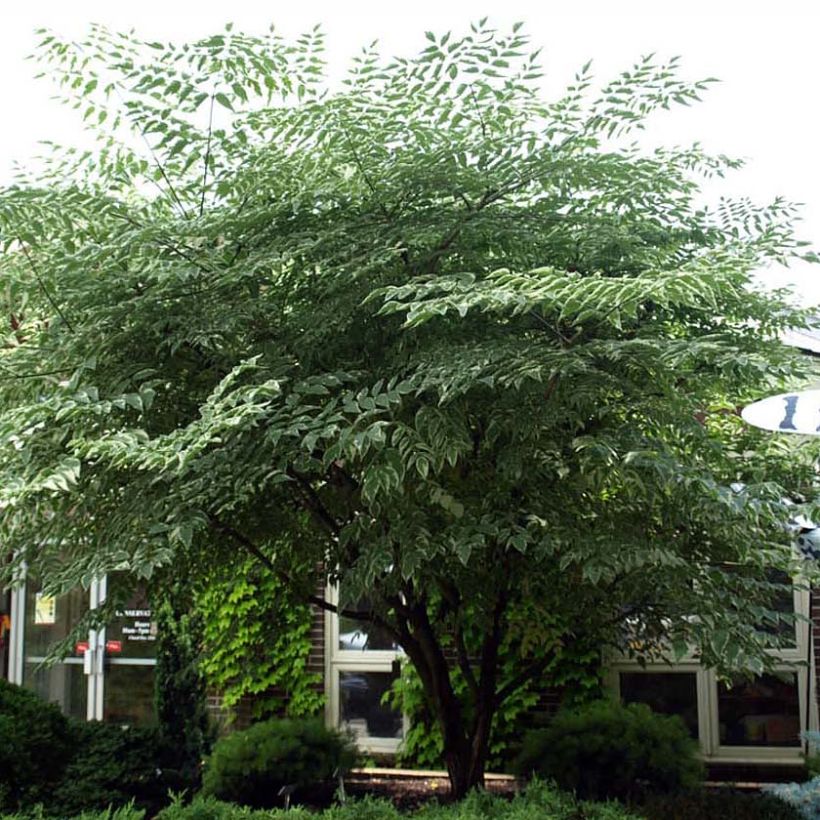 Aralia elata Silver Umbrella (Plant habit)