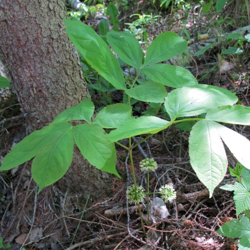 Aralia nudicaulis - Japanese Spikenard (Foliage)