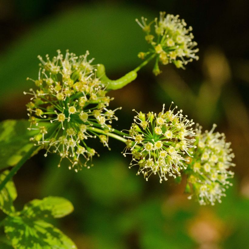 Aralia nudicaulis - Japanese Spikenard (Flowering)