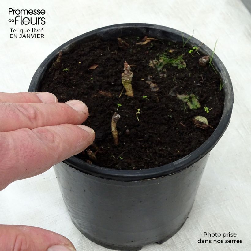 Aralia nudicaulis - Japanese Spikenard 2L/3L pot sample as delivered in winter