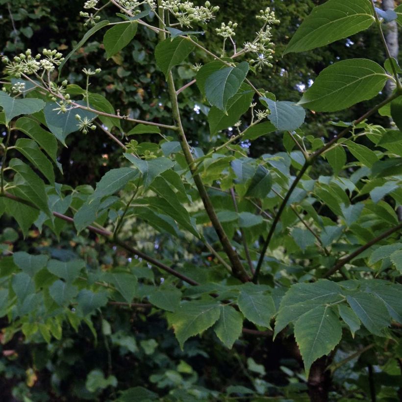 Aralia spinosa (Foliage)