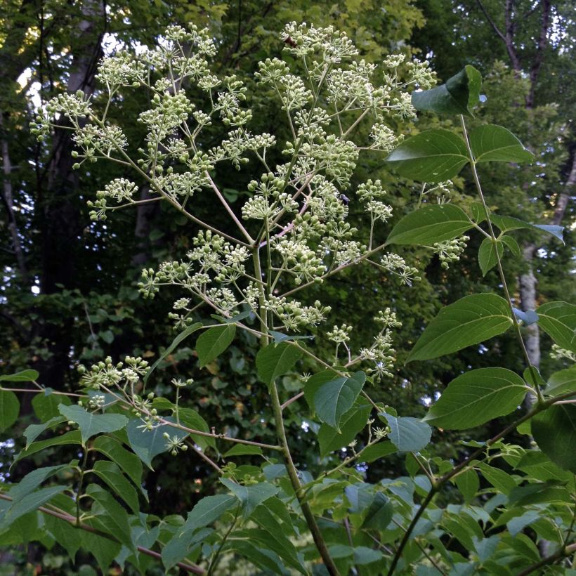 Aralia spinosa (Plant habit)