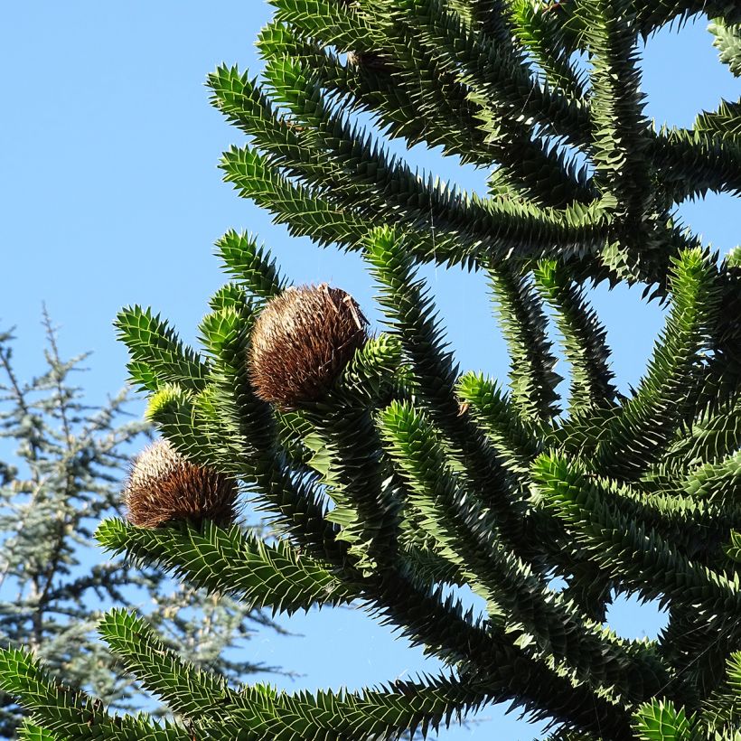 Araucaria araucana - Monkey Puzzle (Harvest)