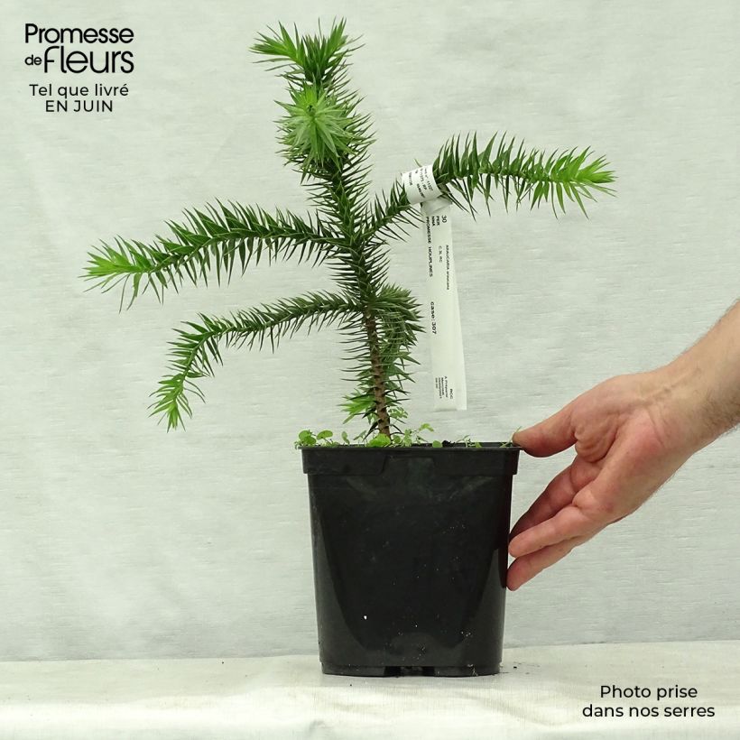Araucaria araucana - Monkey Puzzle 3L/4L pot sample as delivered in summer