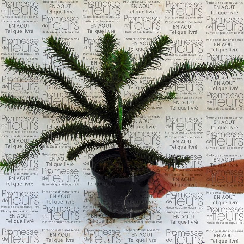 Example of Araucaria araucana - Monkey Puzzle 4L/5L pot specimen as delivered