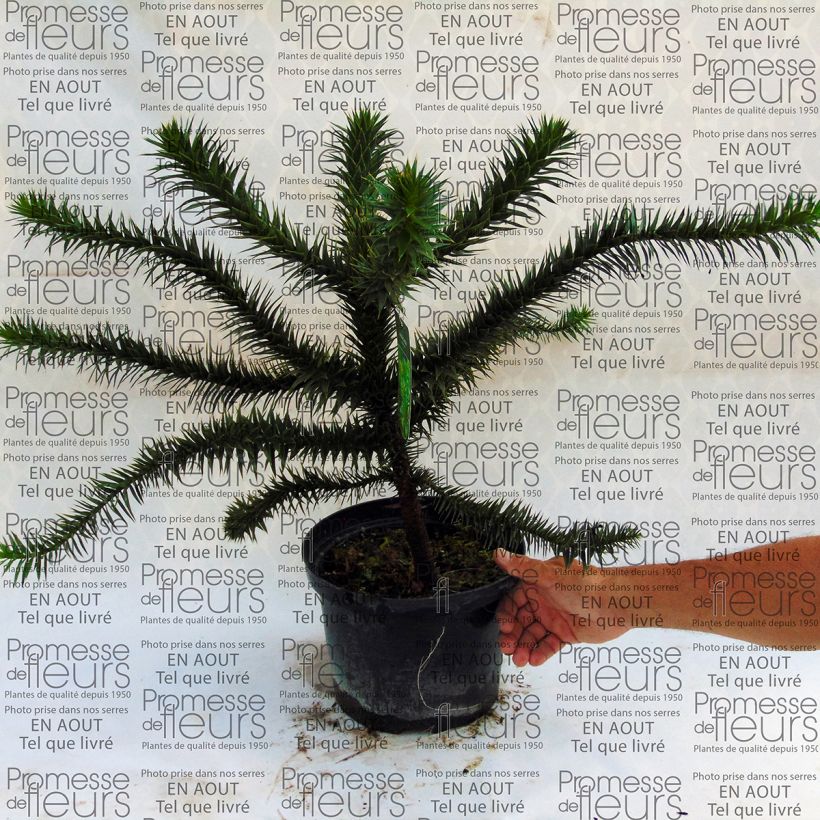 Example of Araucaria araucana - Monkey Puzzle specimen as delivered