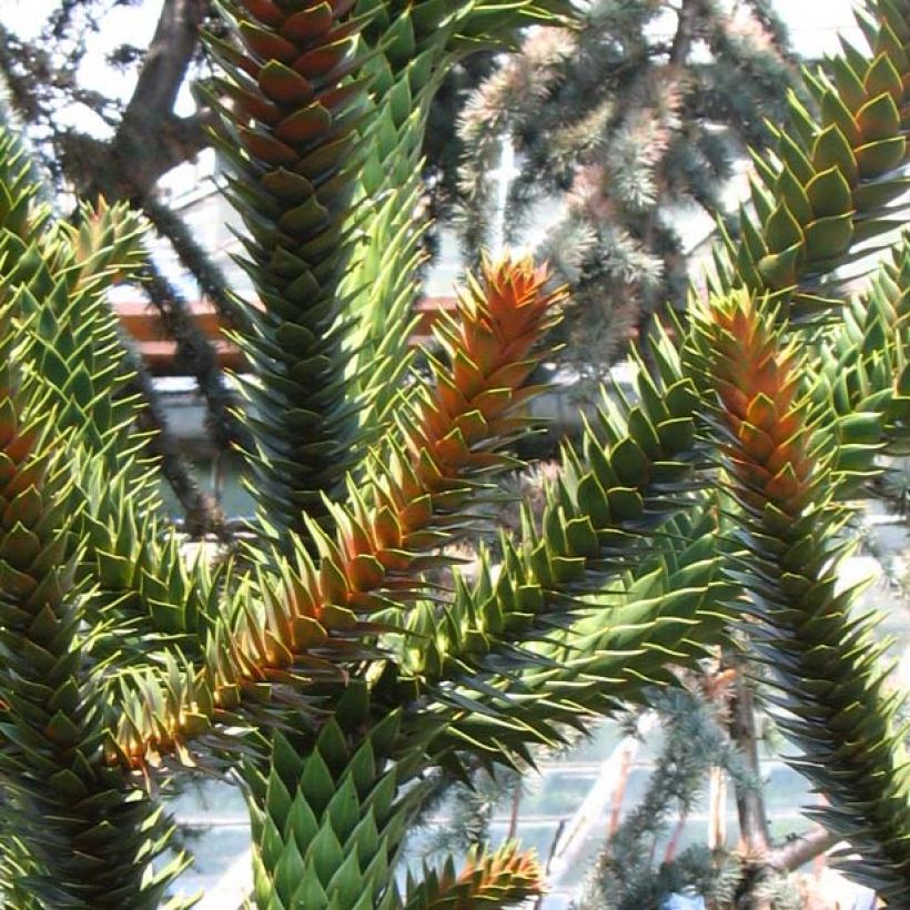 Araucaria araucana - Monkey Puzzle (Foliage)