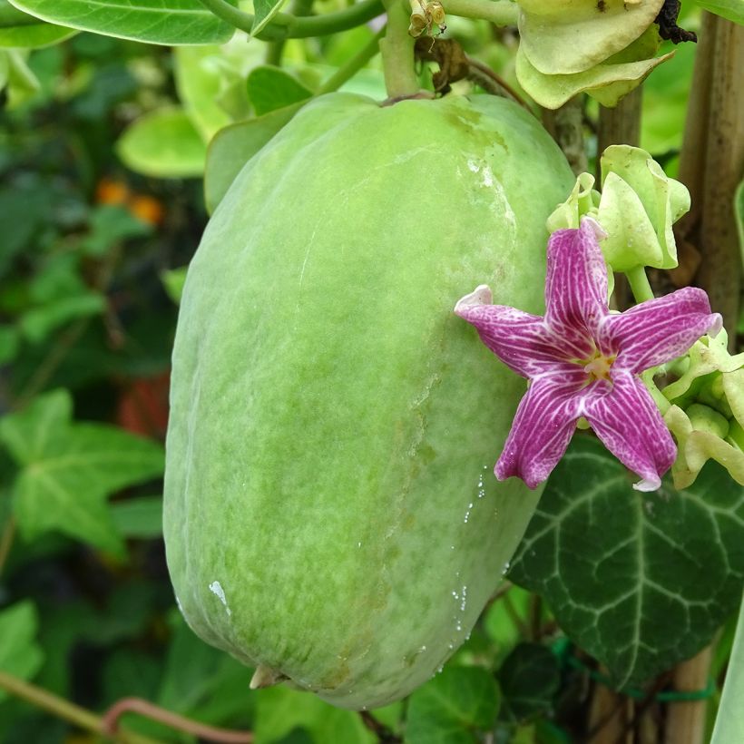 Araujia sericifera  (Harvest)