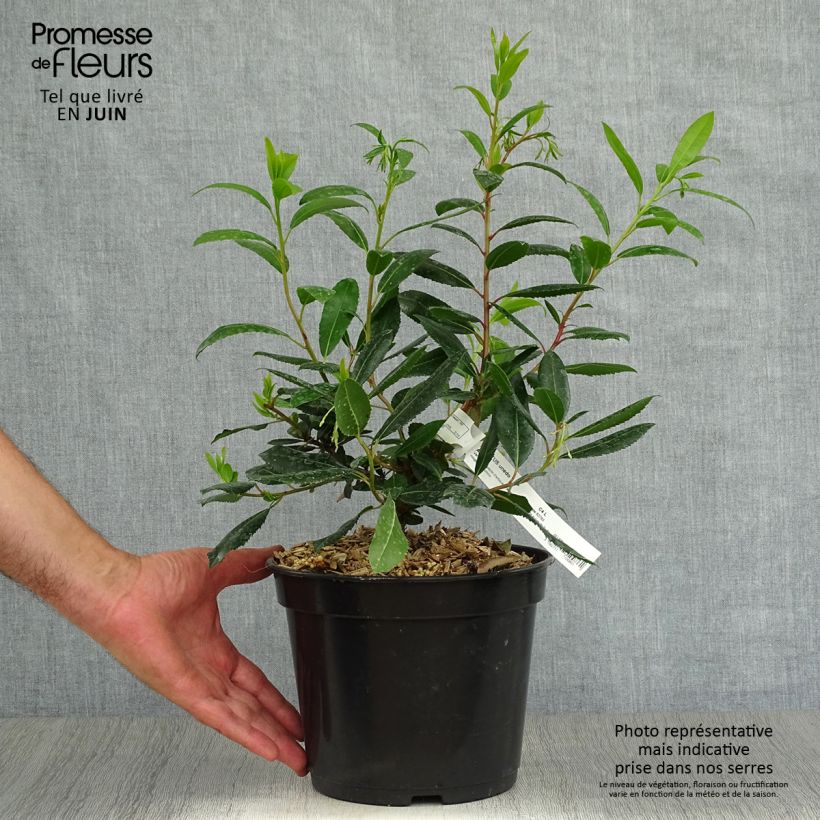 Arbutus unedo Atlantic - Strawberry Tree 4L/5L pot, Bush sample as delivered in summer