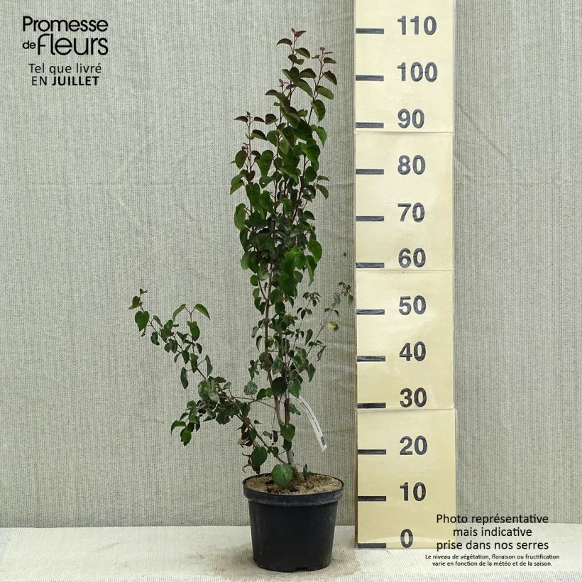 Cercidiphyllum japonicum Rotfuchs 4L/5L pot sample as delivered in summer