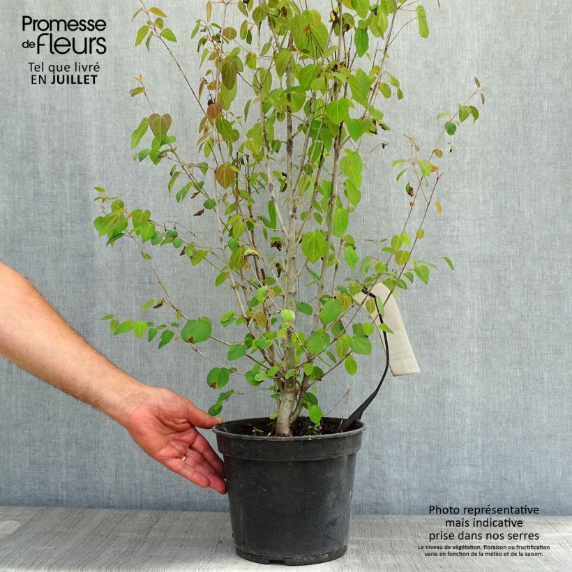 Cercidiphyllum japonicum 3L/4L pot sample as delivered in summer